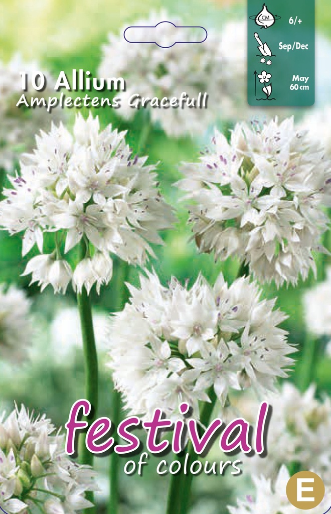 Allium 'Gracefull'