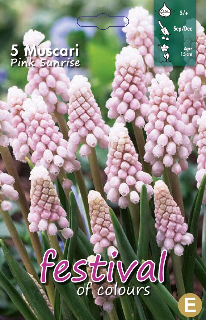 Muscari 'Pink Sunrise'