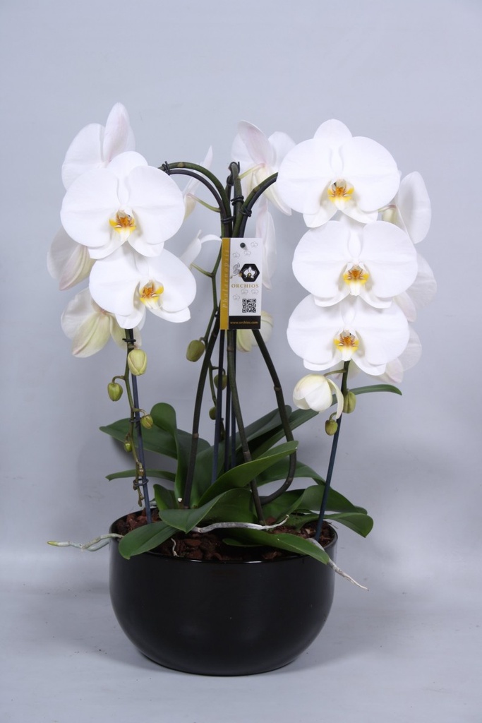 Phalaenopsis cascade 'Tokyo'