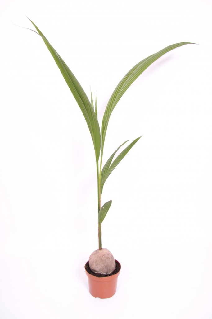 Cocos nucifera
