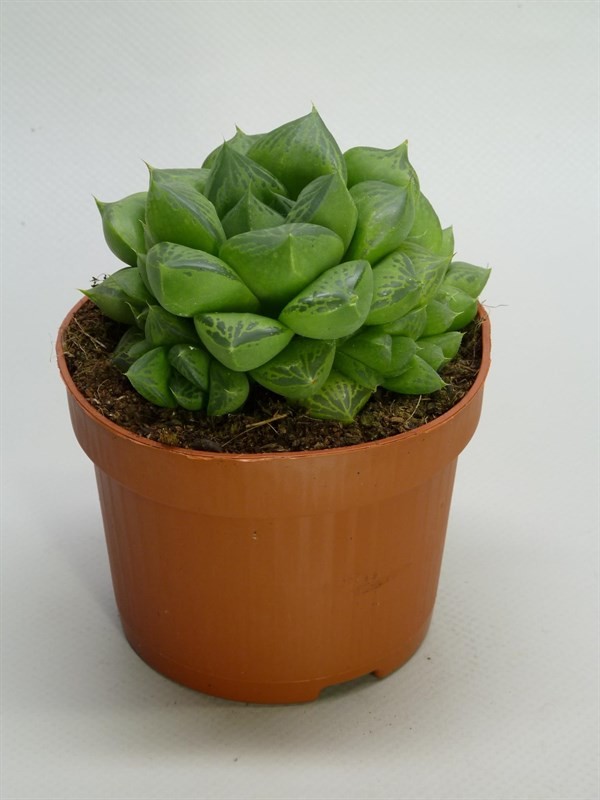 Haworthia cymbiformis