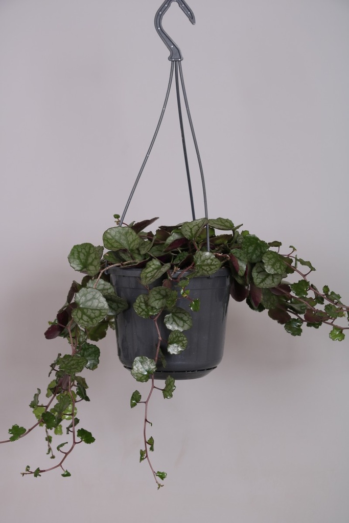 Senecio mikanoides