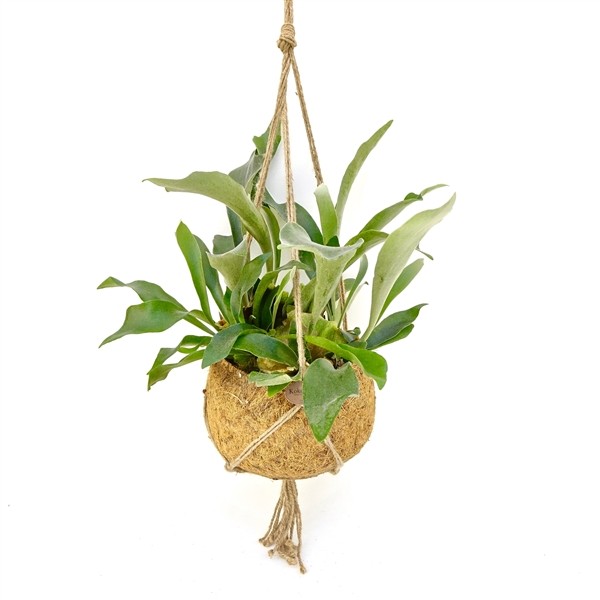 Kokodama - Platycerium