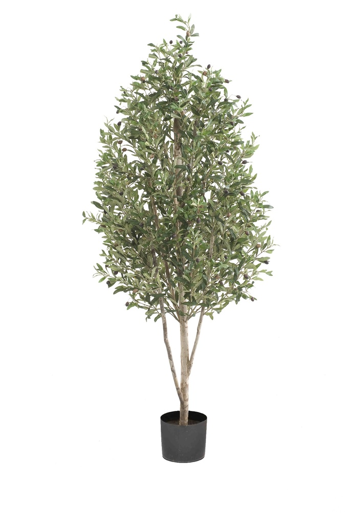 Olivier pyramide artificiel