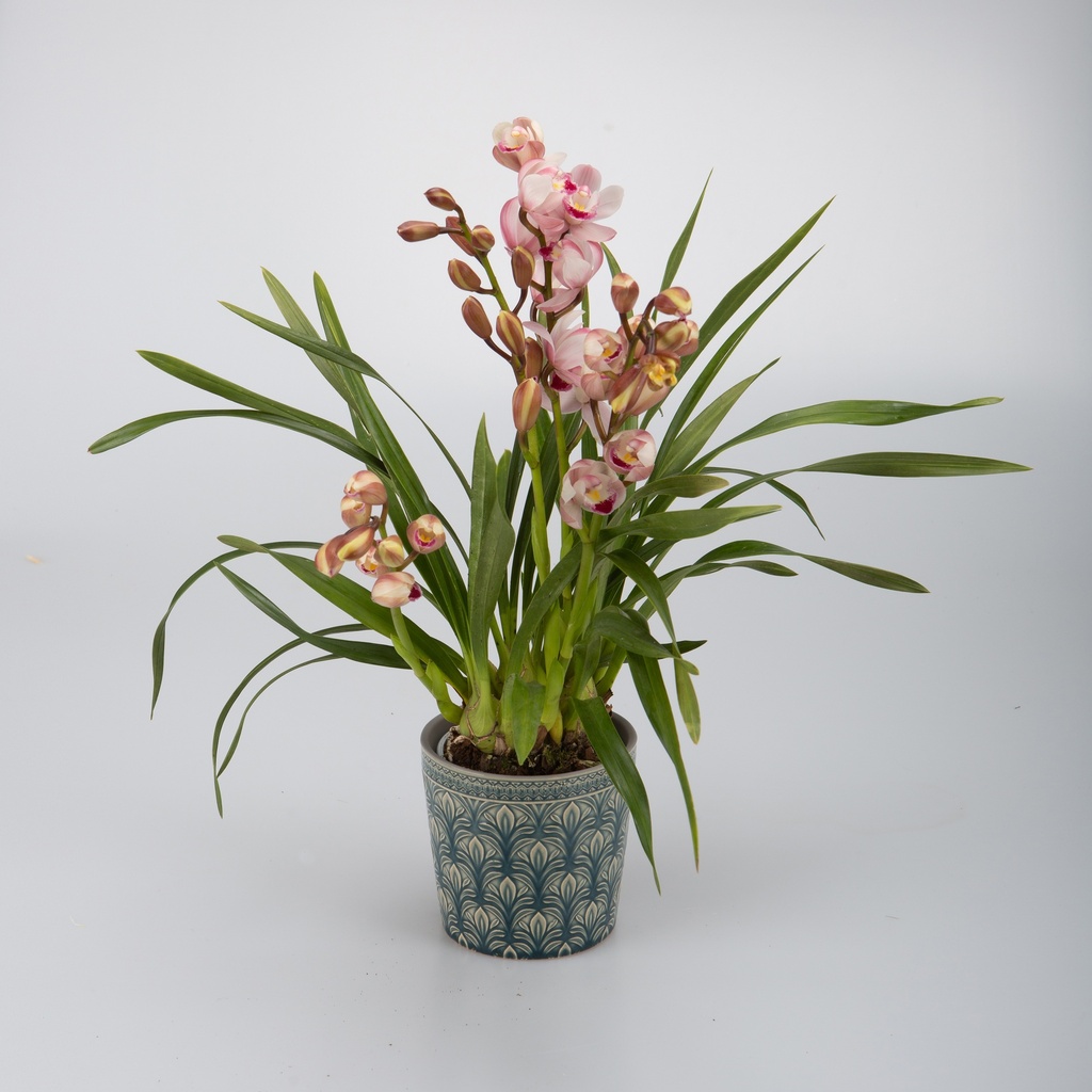 Cymbidium 'Mini Wild Rose'