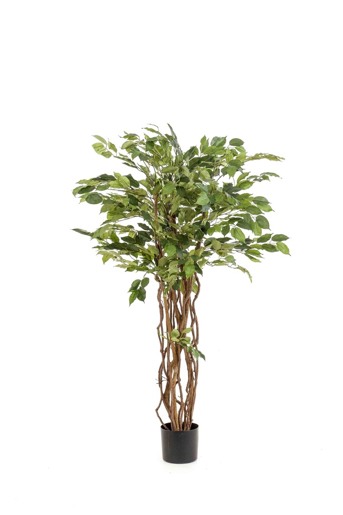 Ficus benjamina Liana artificiel