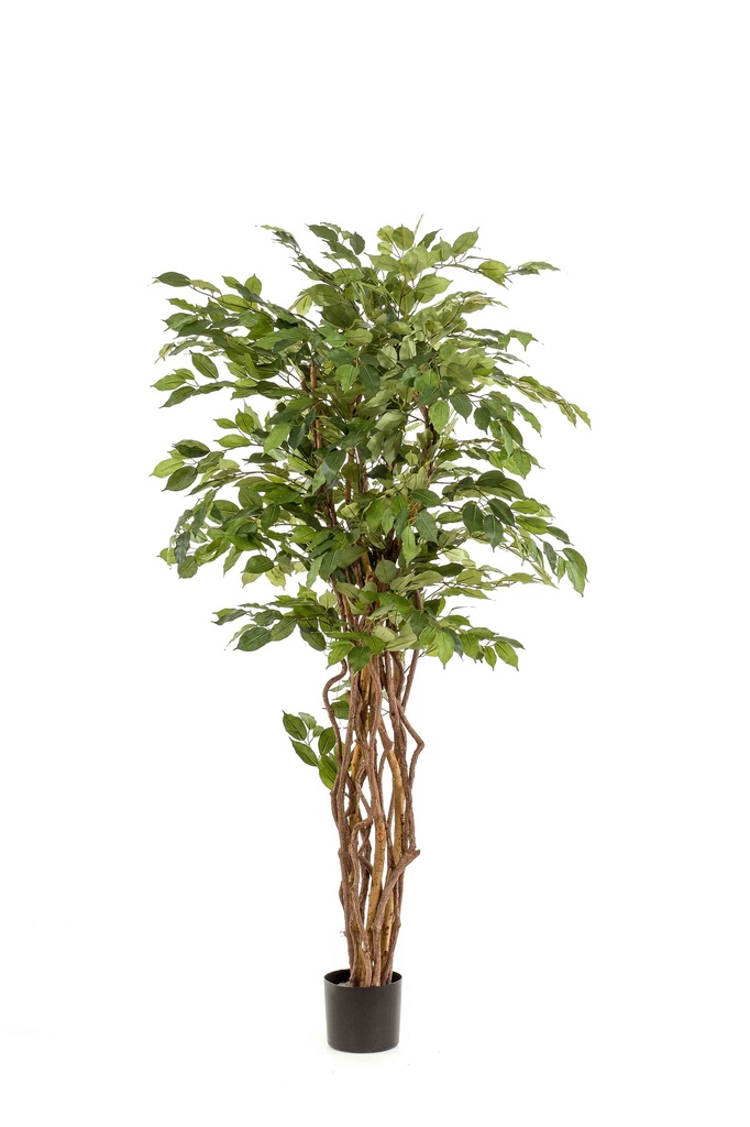 Ficus benjamina Liana artificiel