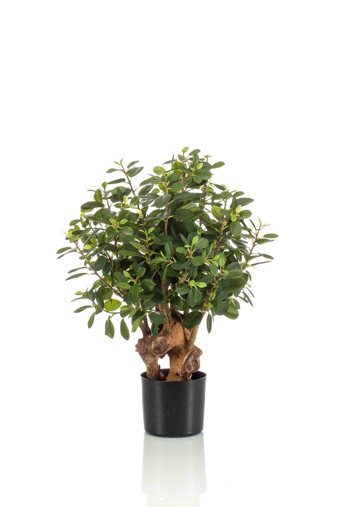 Ficus panda botanic artificiel