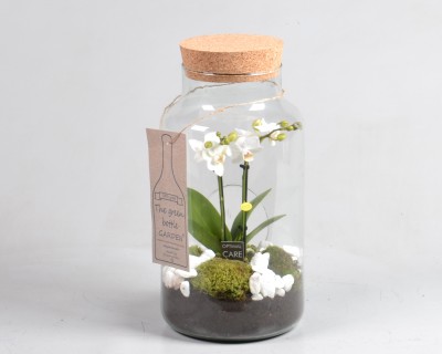 Arrangement Phalaenopsis