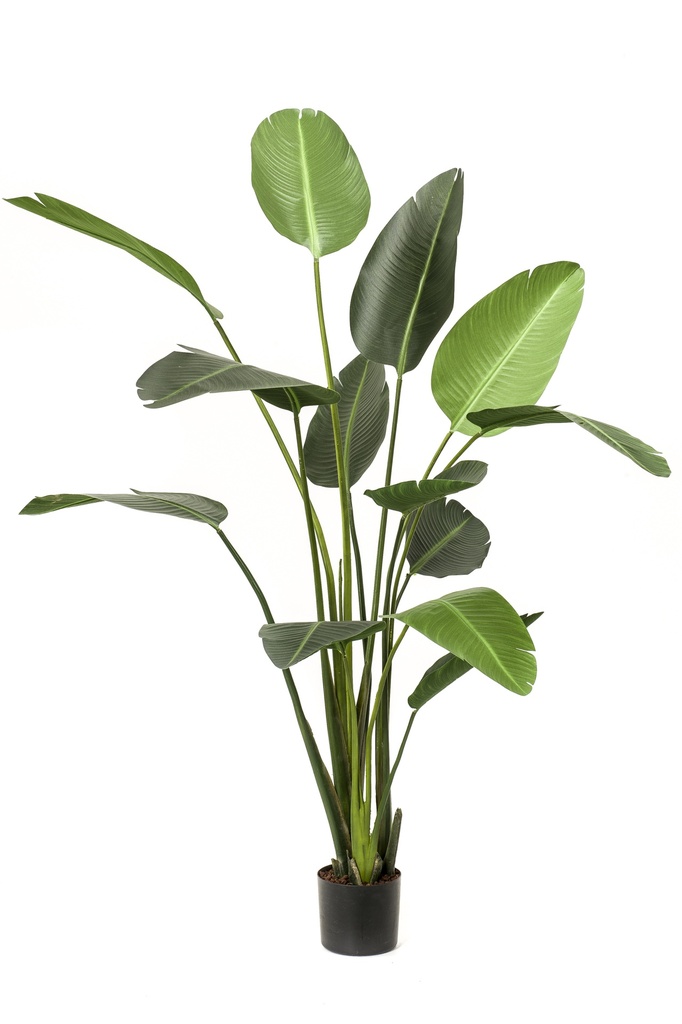 Strelitzia artificiel