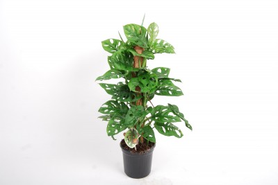Monstera 'Monkey Mask'