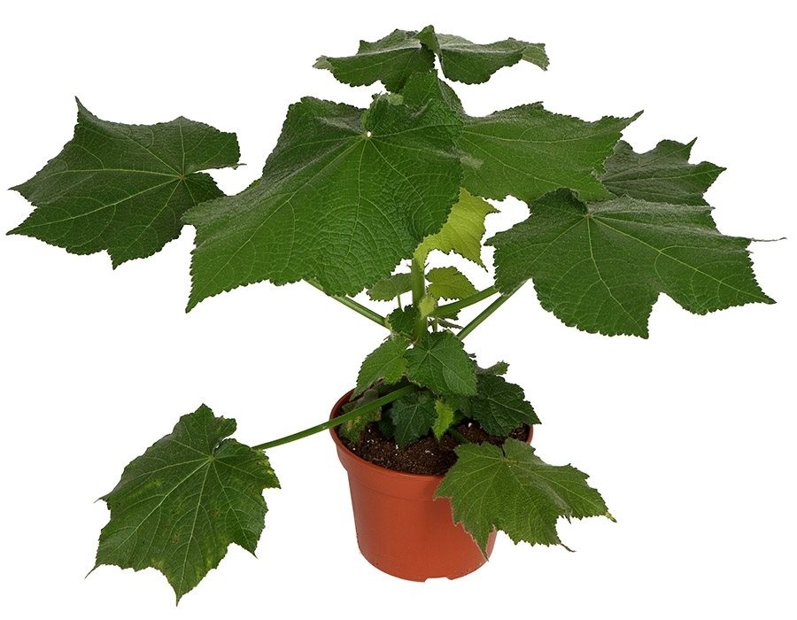 Sparmannia africana