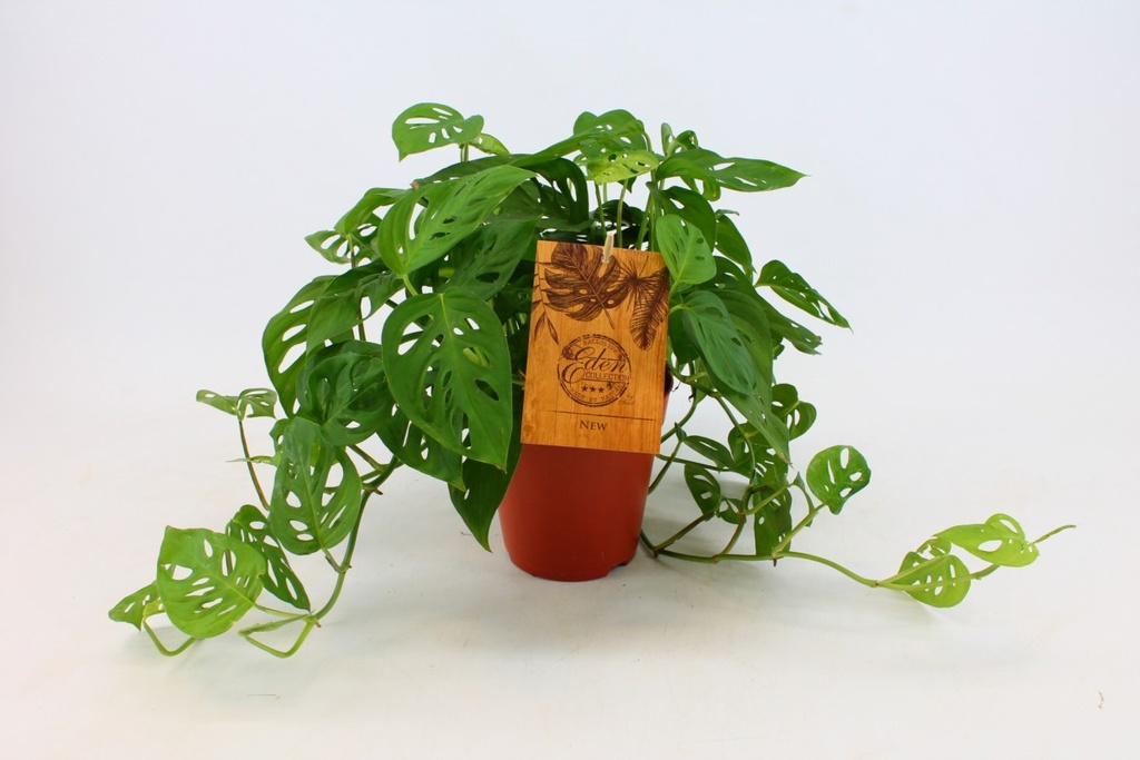 Monstera adansonii