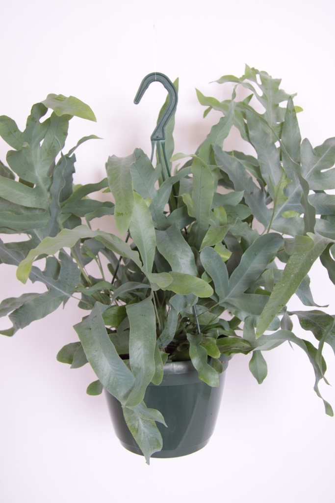 Phlebodium aureum 'Blue Star'