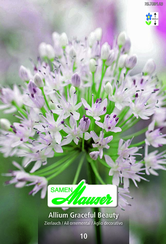Allium ampl. Graceful Beauty 8 (6/)