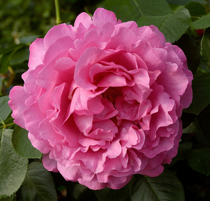 Rosier 'Yves Piaget'
