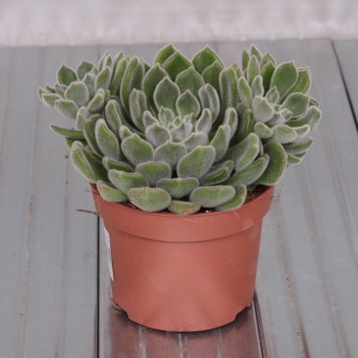 Echeveria setosa