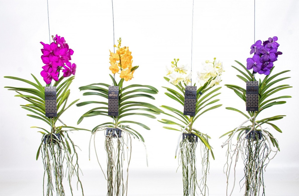 Vanda