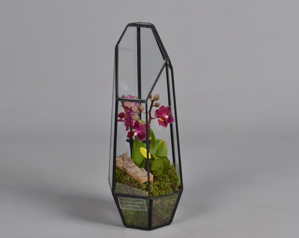 Phalaenopsis - arrangement