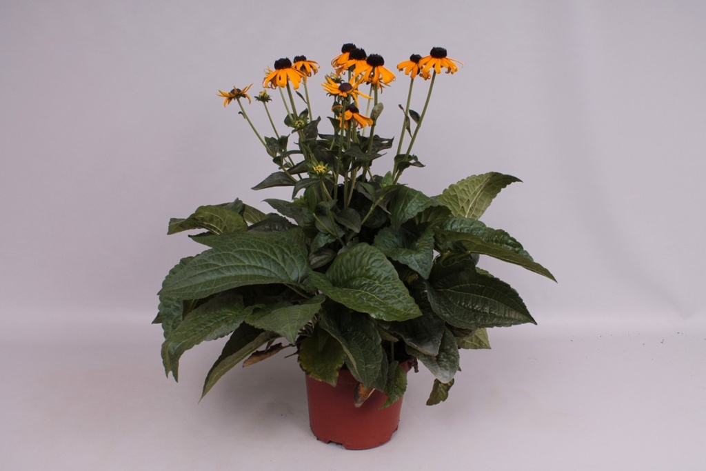 Rudbeckia fulgida 'Little Goldstar'