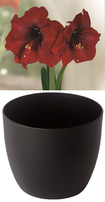 Amaryllis Gloria Royal Velvet