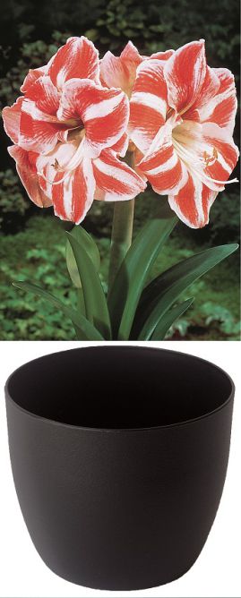 Amaryllis Gloria blanc/rouge strié