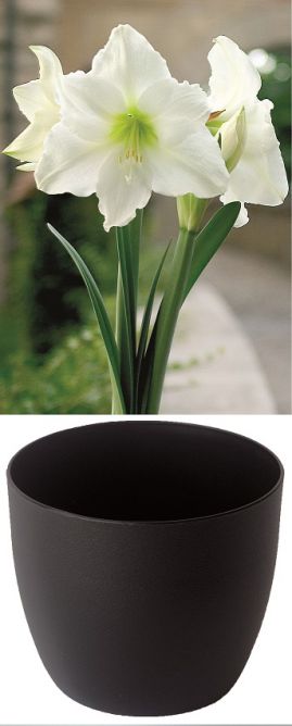 Amaryllis  Gloria blanc pur