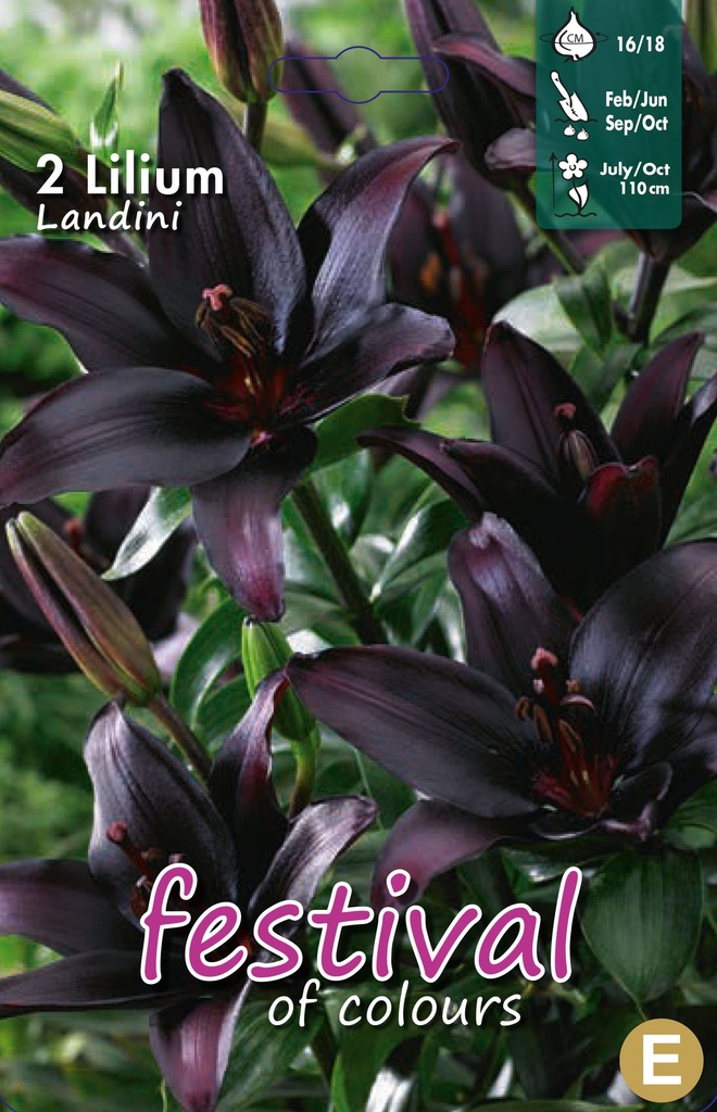 Lilium asiatique Landini