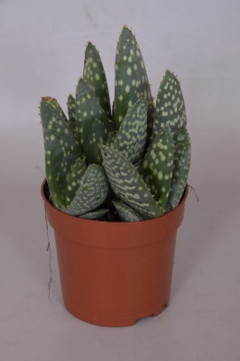 Aloe paradisicum