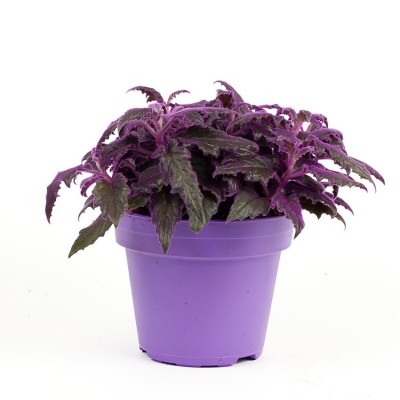 Gynura 'Purple Passion'