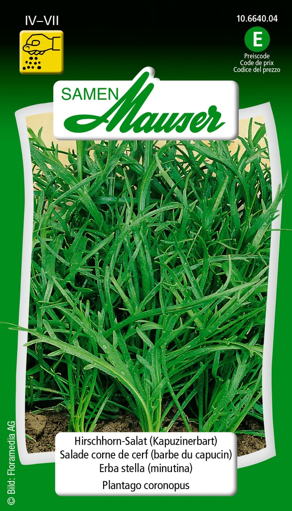 Salade corne de cerf