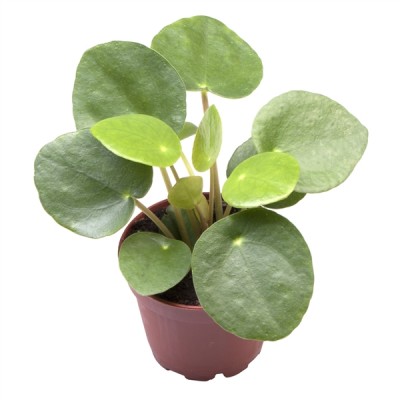 Pilea peperomioides 'Baby'