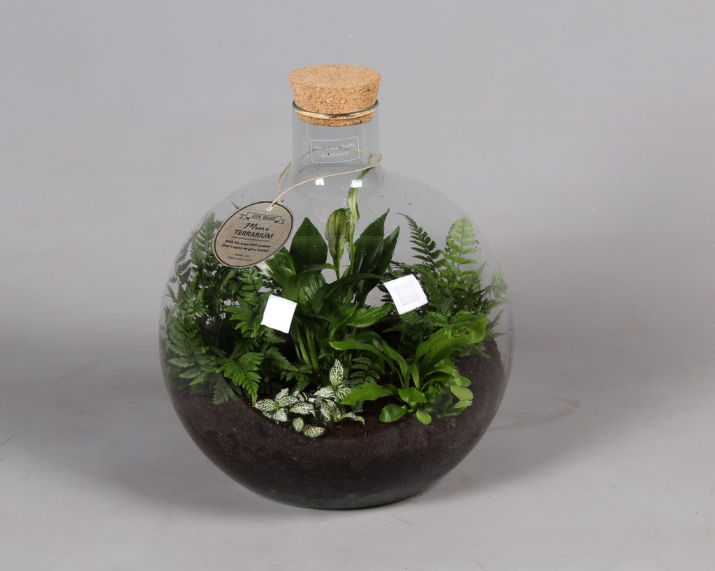 Arrangement Terrarium