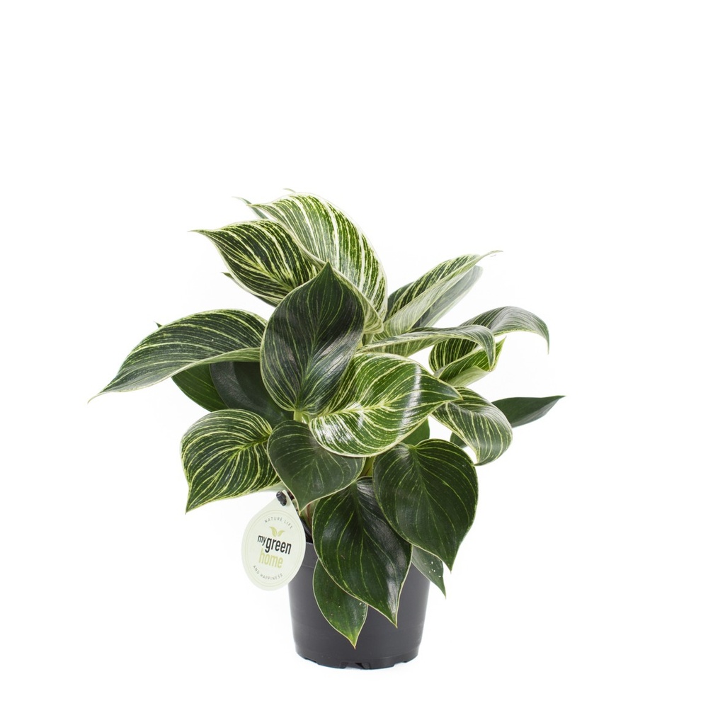 Philodendron 'White Measure'