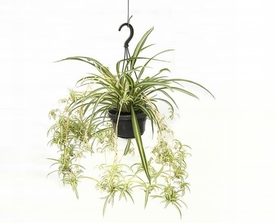 Chlorophytum comosum 'Variegata'