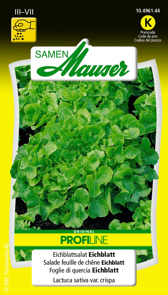 Salade feuille de chêne verte