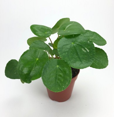 Pilea 'White Splash'