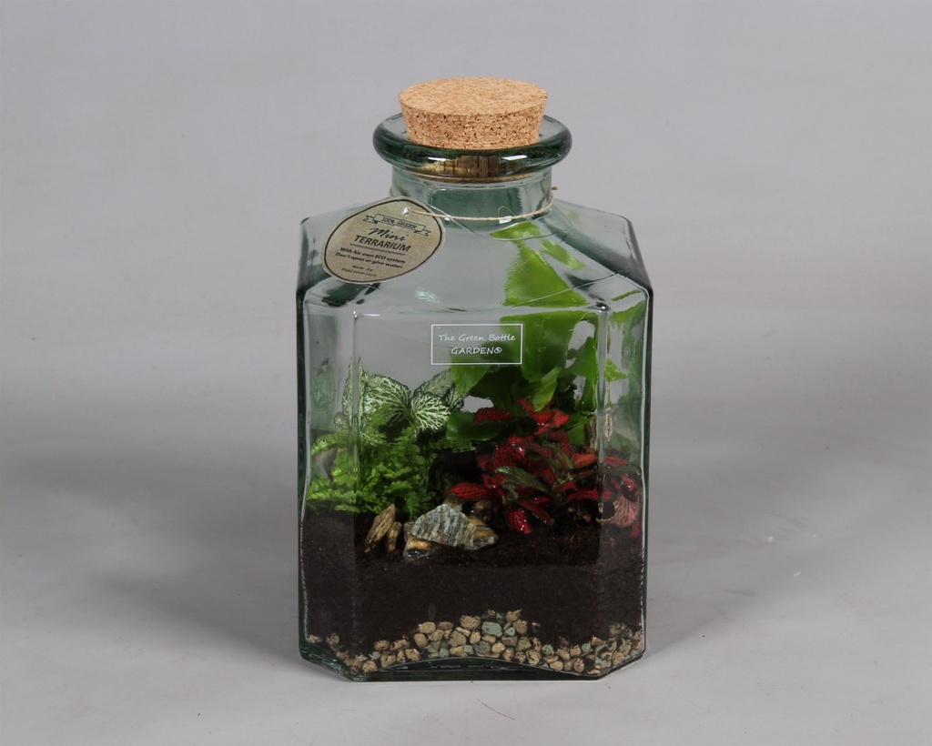 Terrarium plantes