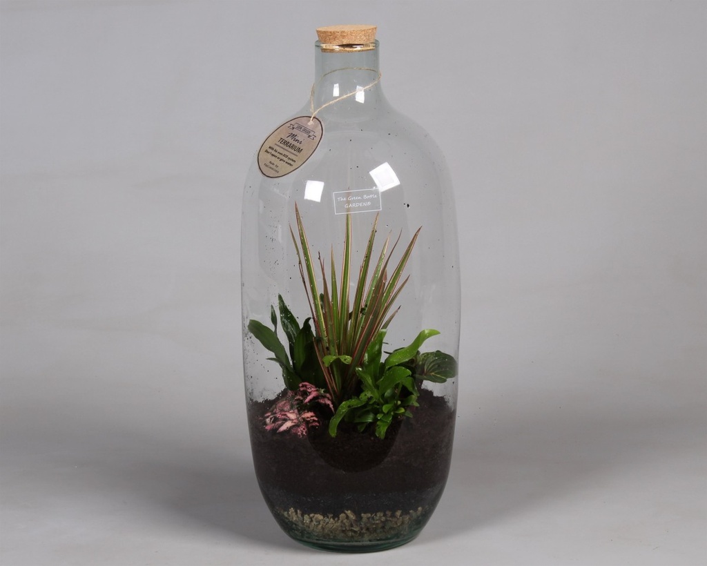 Terrarium plantes