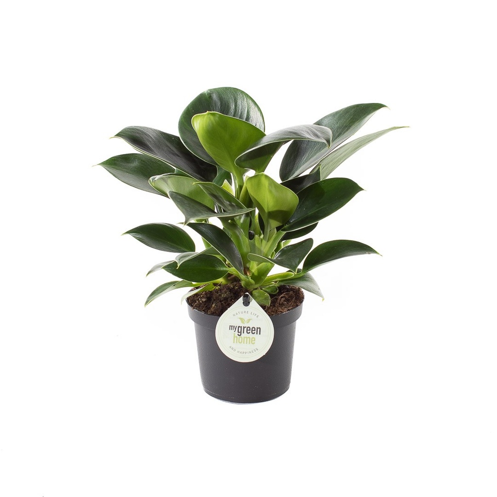 Philodendron 'Green Princess'