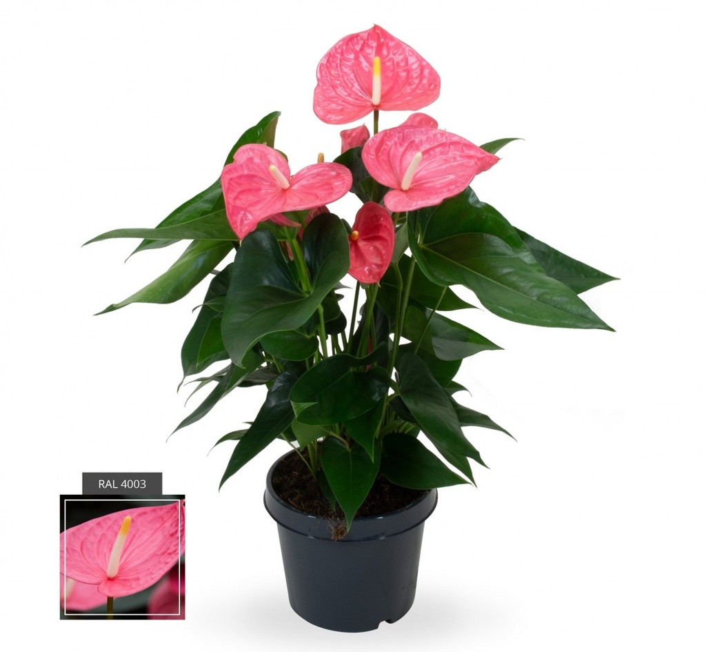 Anthurium andreanum 'Maine Rose'