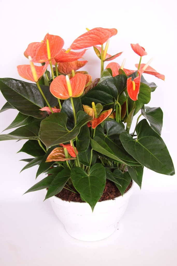 Anthurium andreanum 'Prince of Orange'