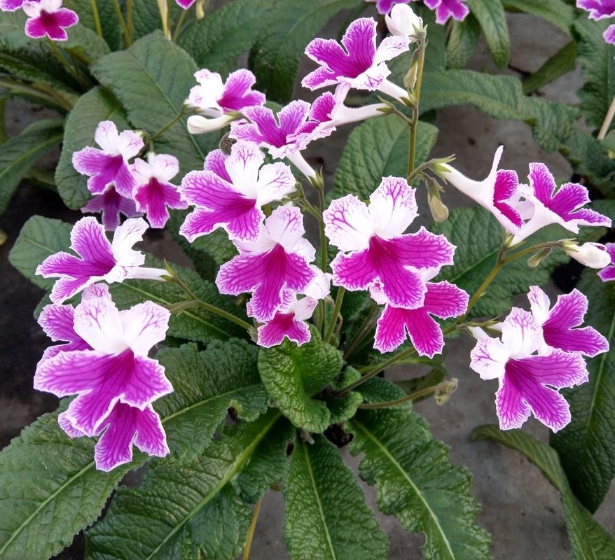 Streptocarpus 'Matilda'