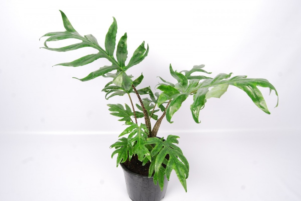 Alocasia brancifolia 'Pink Passion'