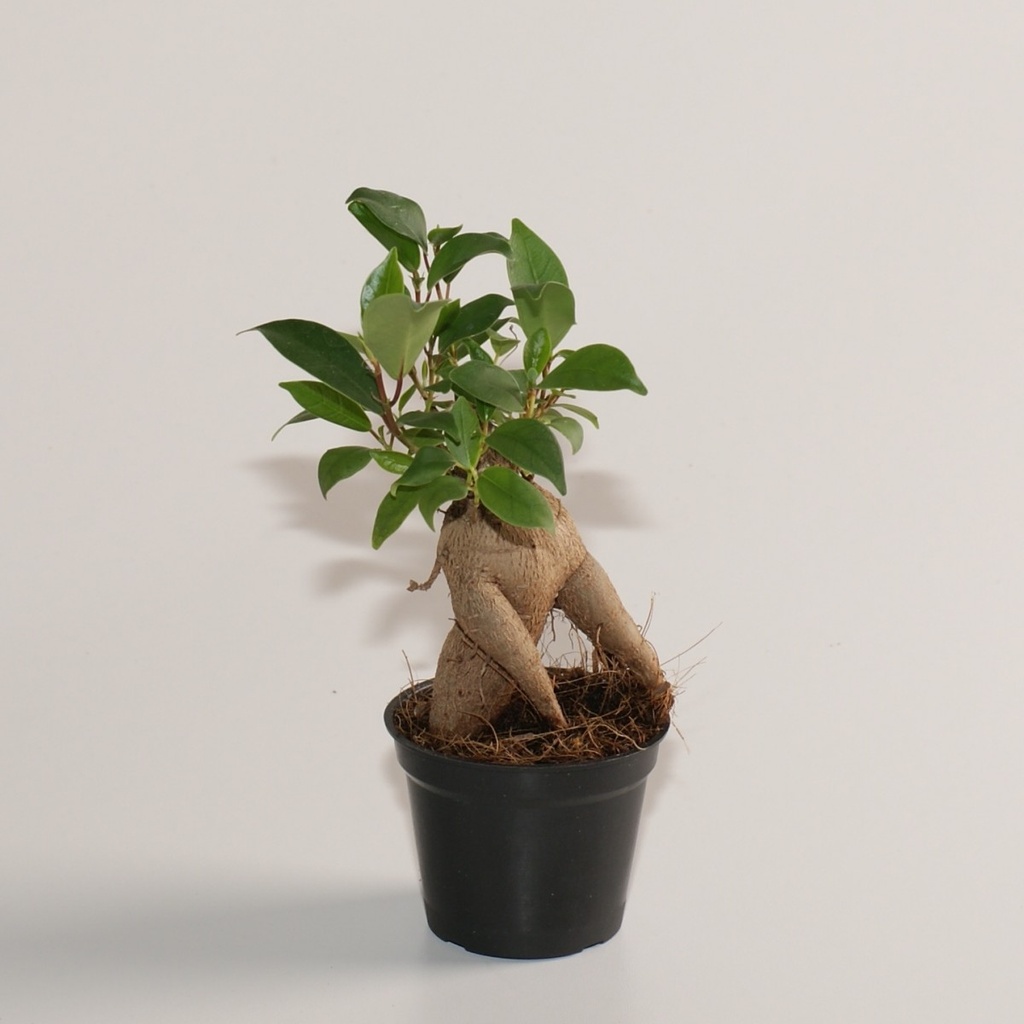 Ficus microcarpa 'Ginseng'