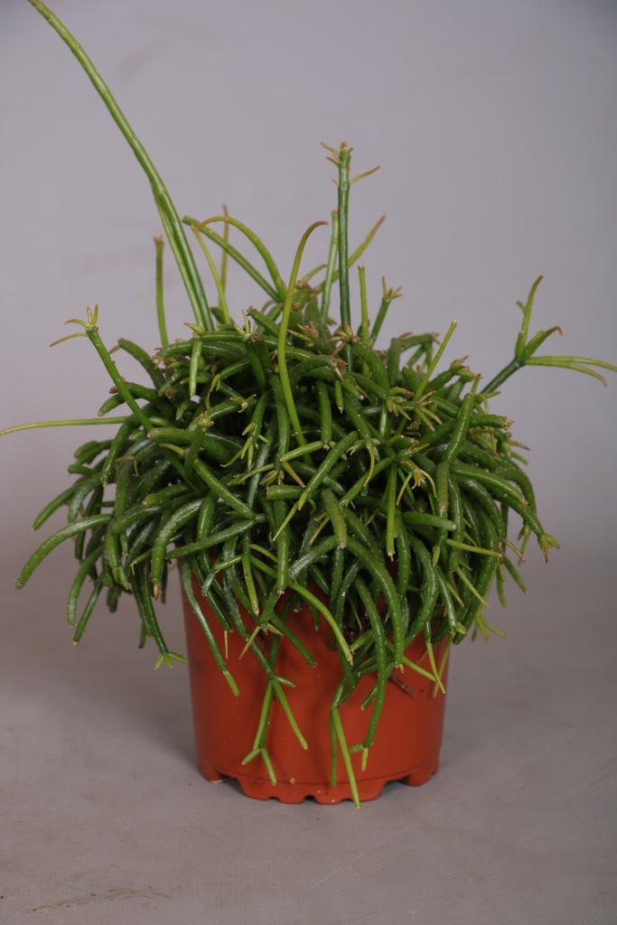 Rhipsalis cassutha 'Oasis'