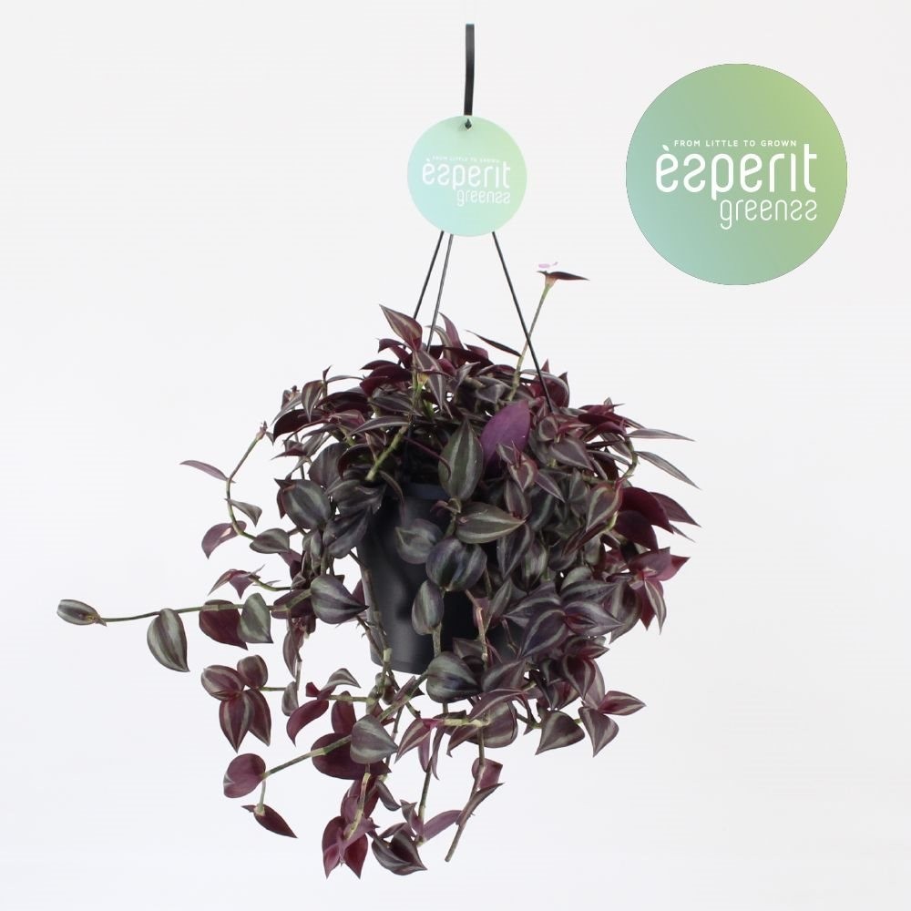 Tradescantia 'Jewel Red'