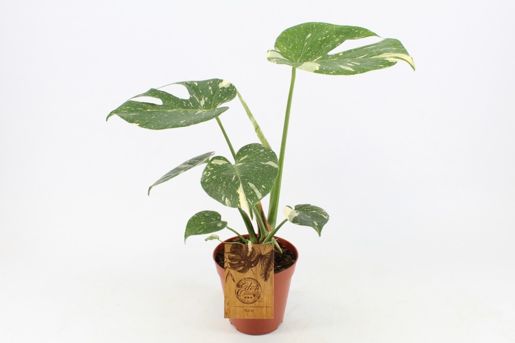 Monstera 'Thai Constellation'