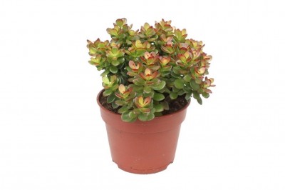 Crassula minor