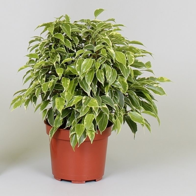 Ficus 'Kinky'
